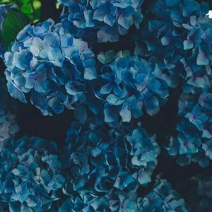 Meet your Posher, Laci